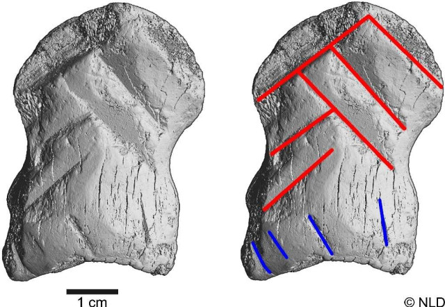 Кістка оленя, на якій чітко видно сліди обробки 